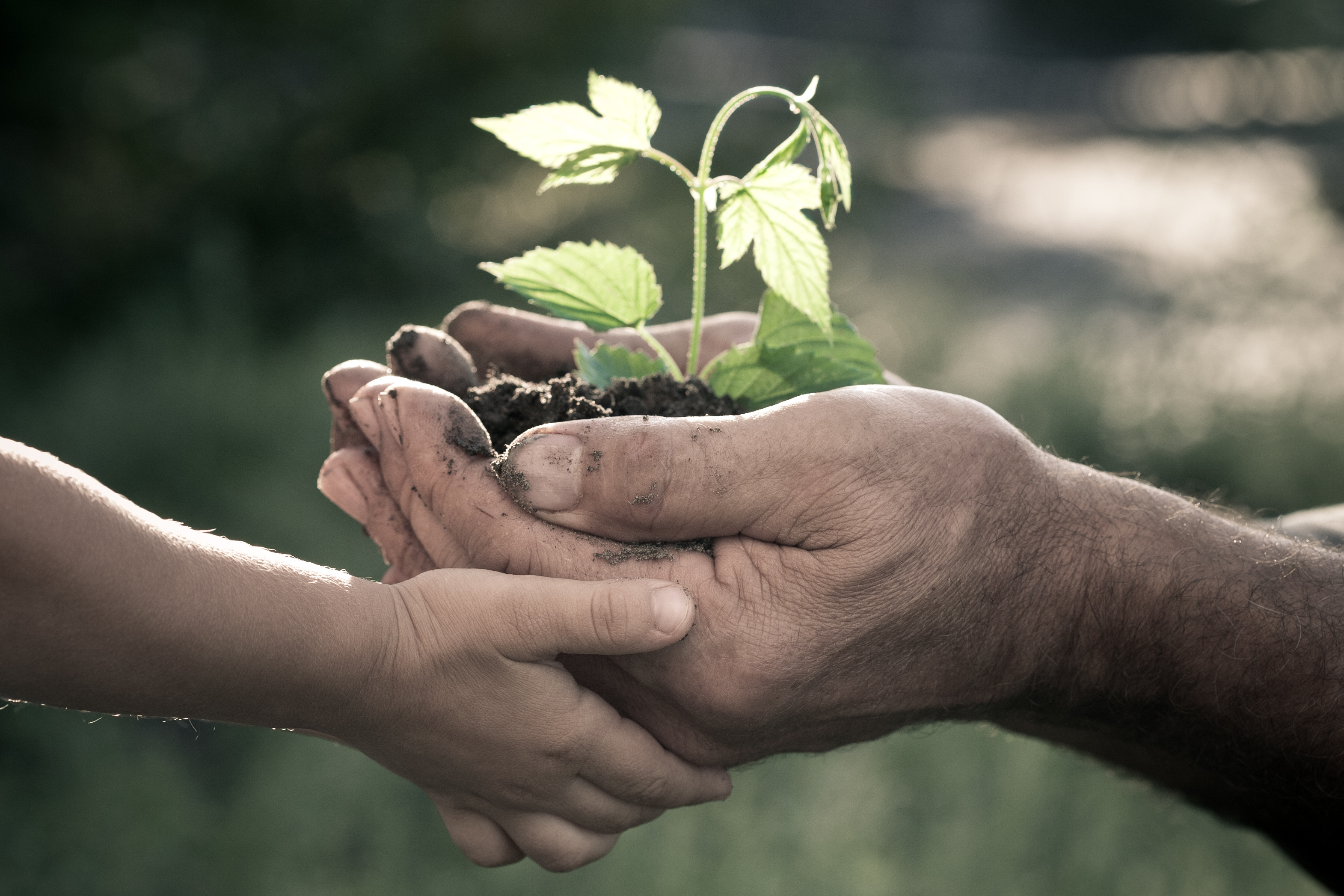 Hands of elderly man and baby holding a young plant against a natural background in spring. Ecology concept